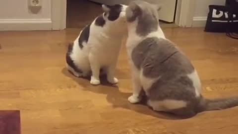 Couple lovely cats kissing
