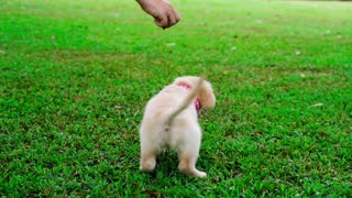 cute white Dog // Very Cute //