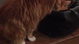 Hilarious Kitten Steals Mittens from a Purse