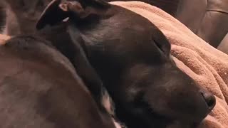 Adorable kitten decides to chew on sleeping dog's ear