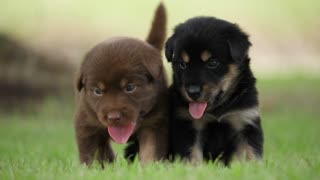 Lovely puppies @