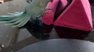 Parakeet Playing Peekaboo with Tablet