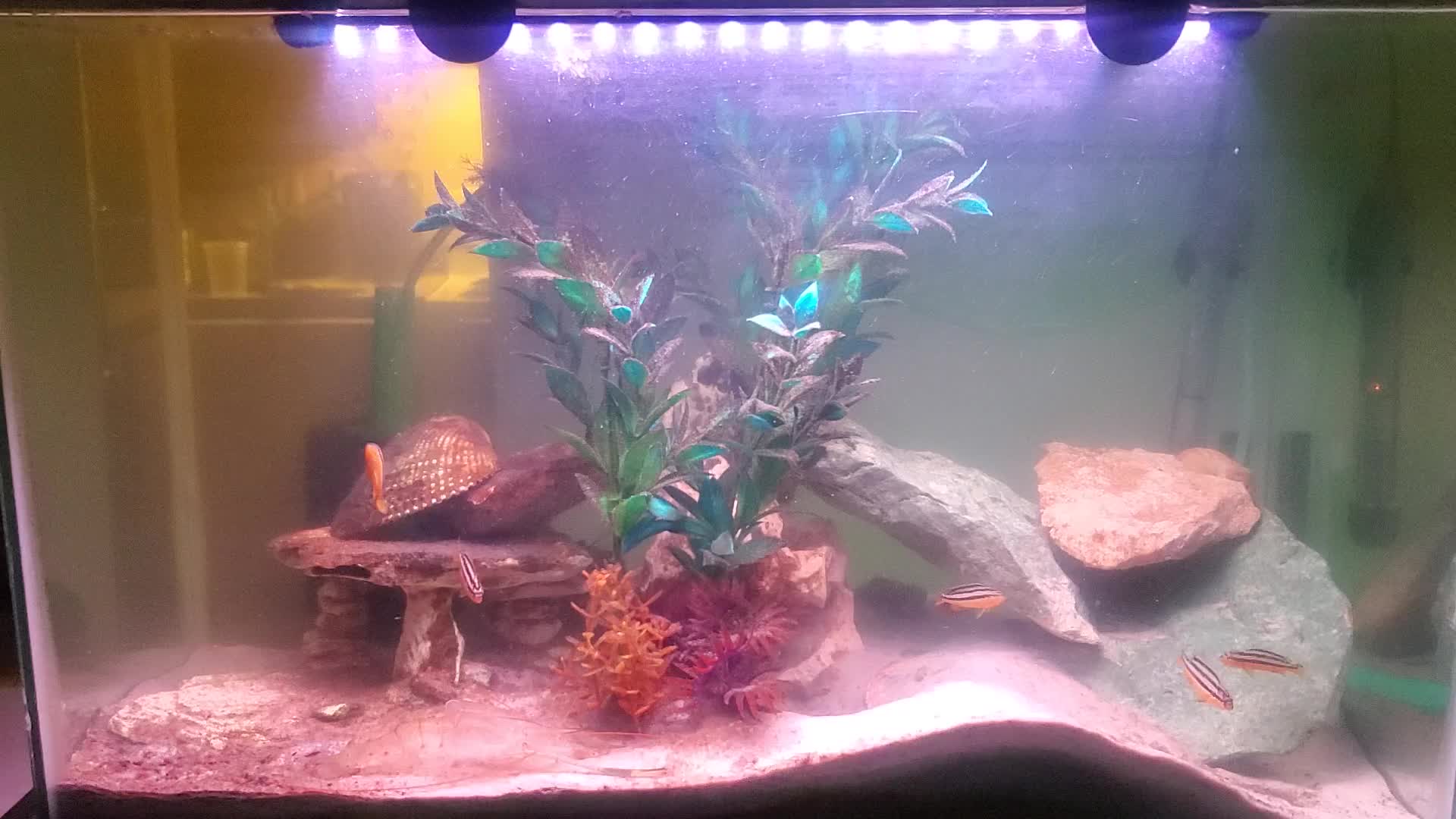 20-gallon-aquarium-update