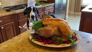 Funny Chef Great Dane's Turkey Roasting & Resting Recipe Tips