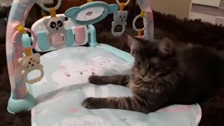 Funny Cat PLAYING WITH TOYS