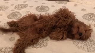 This dreaming puppy is so excited while he's fast asleep