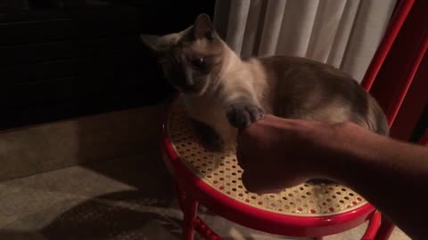 Cat gives epic high five