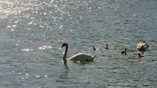 Swan Family Cute Waters Young Animal Chicken