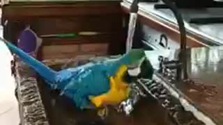 Watch how a parrot deals with water