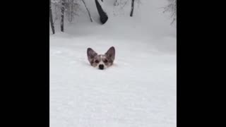 Corgi Hopping In Deep Snow