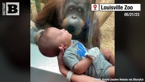 AWWWW — Orangutan Fascinated with Zoogoer’s Baby After "Asking" to See It