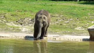 Baby Elephant Plays with water