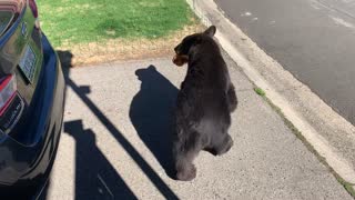 Black Bear Casually Takes Food From Garage