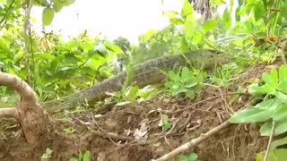 Primitive Boy Saves Komodo Dragon From Python Attack - Most Amazing Wild Animal Attack