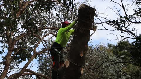 Skilful tree lopper chain sawing pine trunk