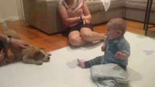 Excited Baby Meets Puppy for the First Time