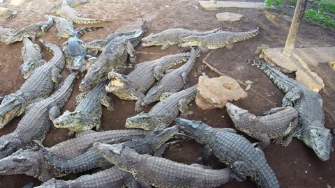 Giant Crocodiles Show Their Powerful Jaws In Feeding Demonstration