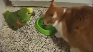 Very Cute Cat Videos