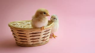 2 Easter Chicks In Easter Nest With Pink Background