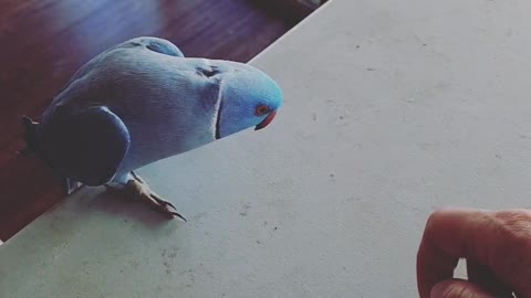 Super smart parrot knows how to play copycat with owner