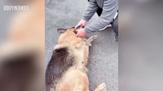 Former Police Dog cries After Reuniting with Owner she haven‘t seen for years