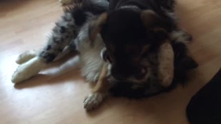 Super cute puppy is playing with full grown Australian Shepherd