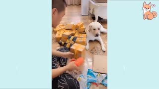 Smart funny And Cute Dogs