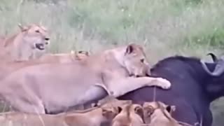 Animals fight video