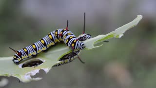 Caterpillar Insect