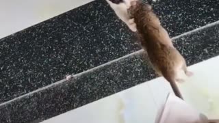 Funny cat playing with single