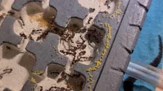 Ants colony