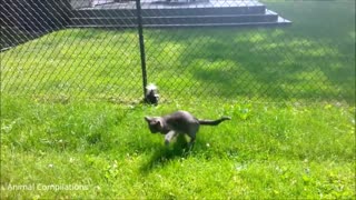 Baby Skunks Trying To Spray - Compilation