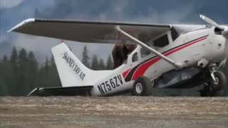 Large Grizzly Bear Climbs onto Airplane
