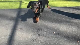 Cute wiener dog video