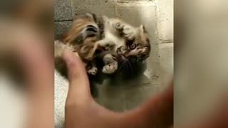 cute cat video 2021😍😍😍