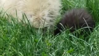 A Rare Albino Porcupine and its Baby Adventuring the Backyard