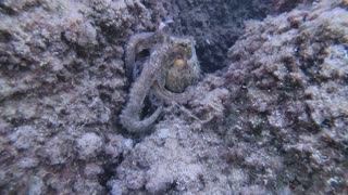 Incredible Encounter with an Octopus