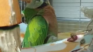 Parrot Nearly "Falls" Asleep