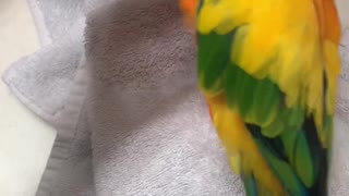 Parrot Tumbles After Caught with Mom's Tweezers