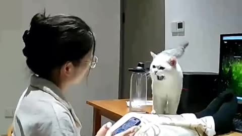 Little Funny Cat 😺 Complaining to Mamma 😂 Joy Funny Factory