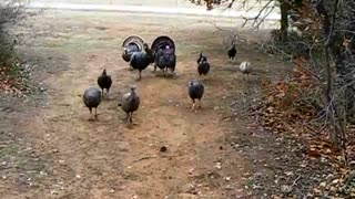 Oklahoma Turkey Hunt