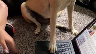 Doggo Interrupting Work Needs Attention