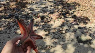 See starfish at Koh Tonsay in Cambodia