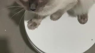 Cat Won't Let Friend Use the Toilet
