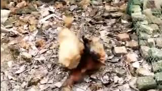 funny video thicken and dog fight