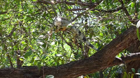 An iguana on a tree eating leaves