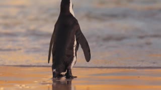 Penguin Walking on Beach