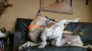 Gentle Great Dane wrestles tough Terrier