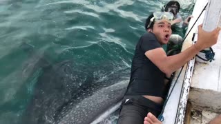 Friendly Whale Shark Causes Skittish Man to Cling to Boat