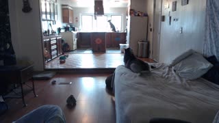 Husky puppy's first howl captured on hidden camera